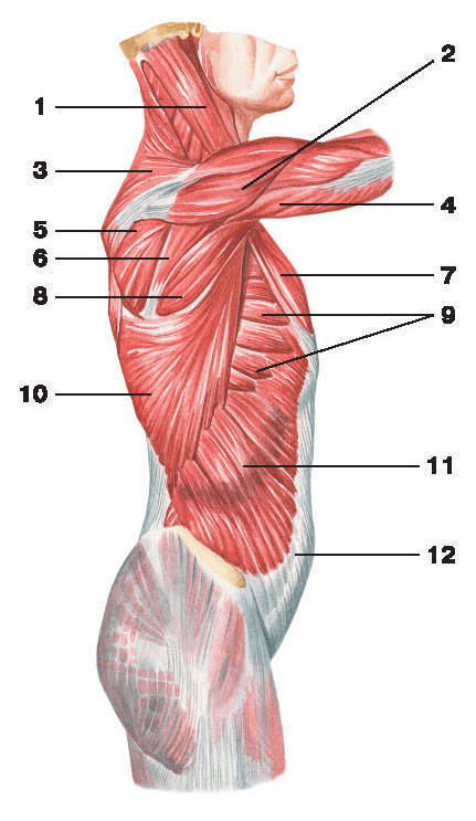 Плечи мышцы анатомия