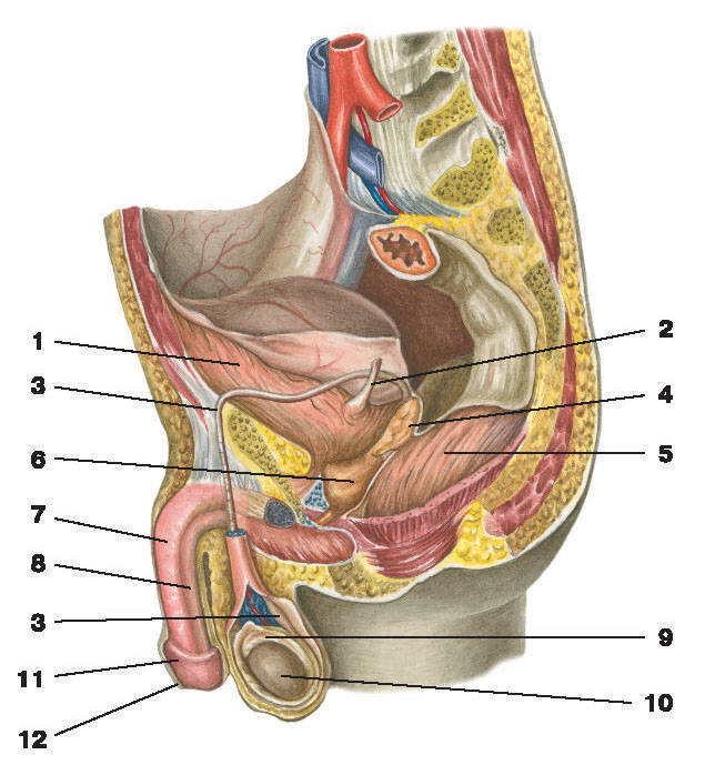 Анатомия и строение мужского полового члена - Анатомия и исследования увеличения члена